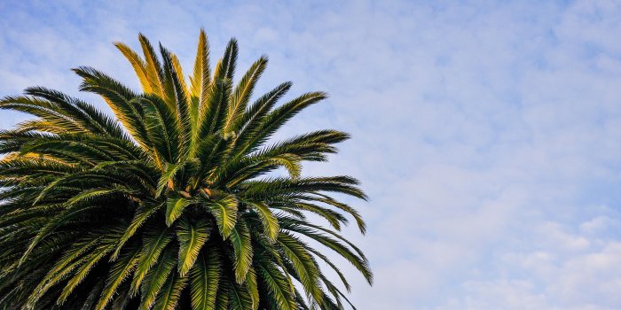 3840x2562 Green Palm Tree Wallpaper 4K Background | HD Wallpaper Background