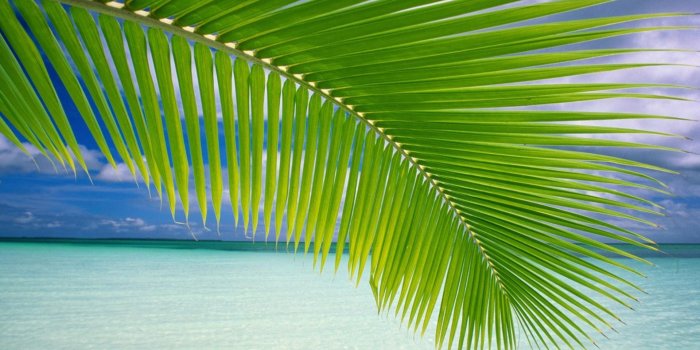 1920x1200 Coconut Tree Leaf at Beach | HD Wallpapers - Clip Art Library