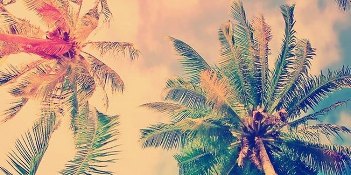 750x1334 60+ Palm Tree Phone Wallpapers - Download at WallpaperBro