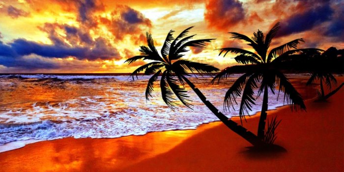 1920x1080 Palm Tree Wallpapers (64+ background pictures)