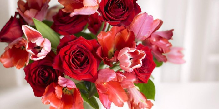 1920x1200 Good Morning Rose Wallpapers