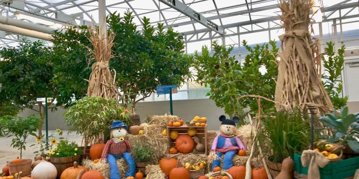 1600x1200 Mouseplanet - Walt Disney World Resort Update for October 31