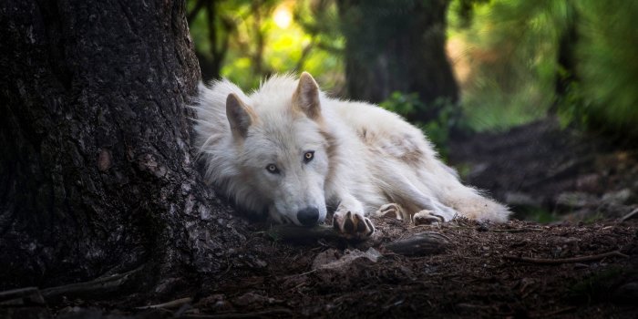2880x1620 1360x768 White Wolf Laptop HD HD 4k Wallpapers, Images, Backgrounds