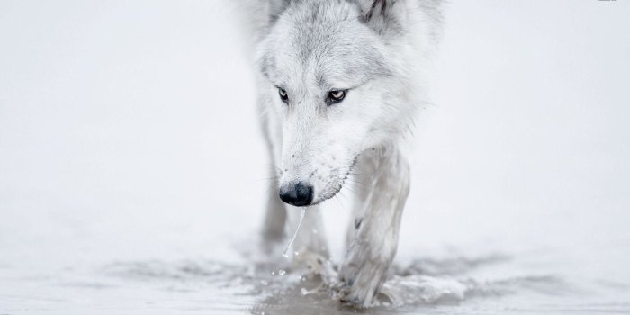 1920x1080 White Wolf Wallpaper (74+ images)