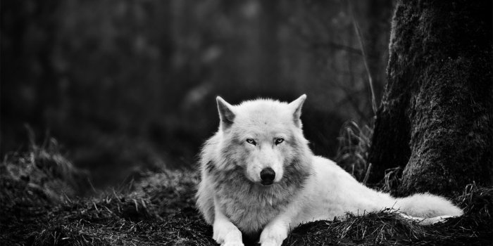 1920x1080 Black and White Wolf Wallpapers - Top Free Black and White Wolf