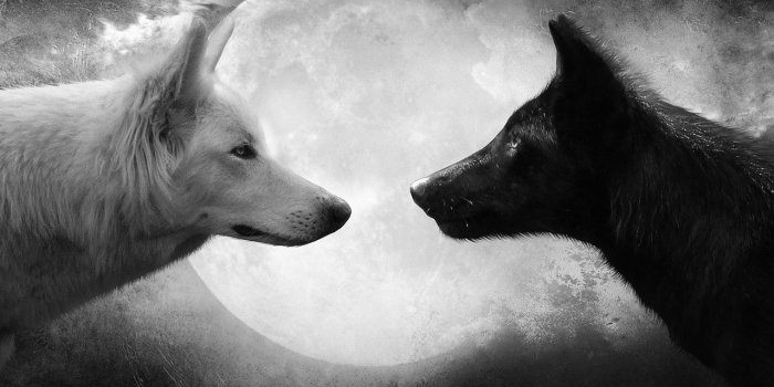 1280x800 44+] Black and White Wolf Wallpaper on WallpaperSafari