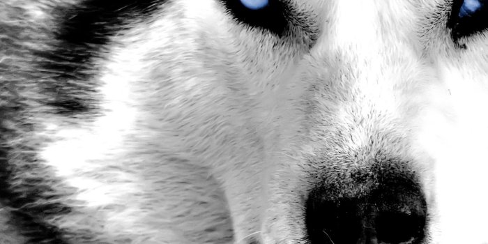 1920x1200 71+ Cool Wolf Wallpapers on WallpaperPlay