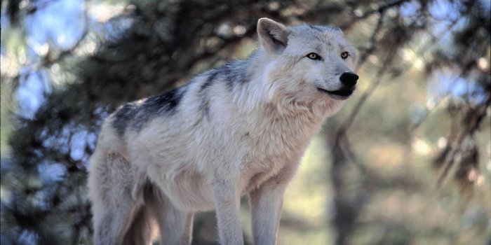 1920x1080 Wolf Wallpapers HD