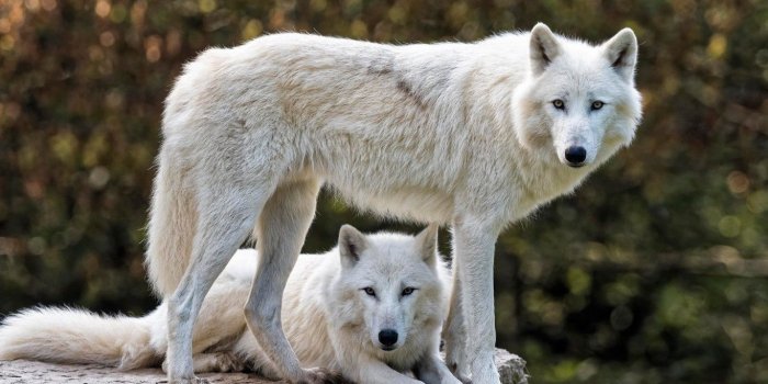 1366x768 Download 1366x768 White Wolves, Family, Majestic, Predator