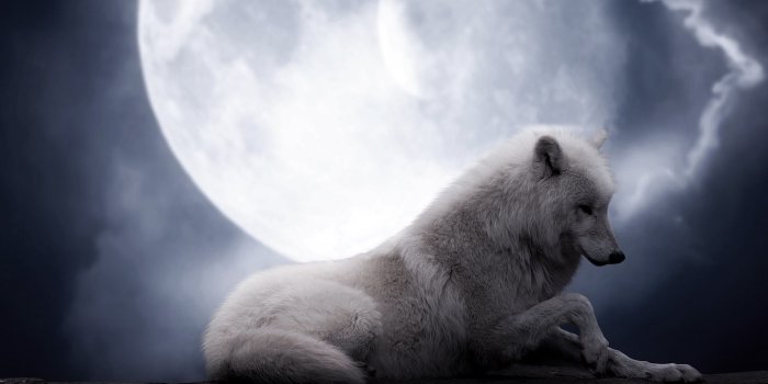 1920x1200 Download - White Wolf Howling At Full Moon (#369988) - HD Wallpaper