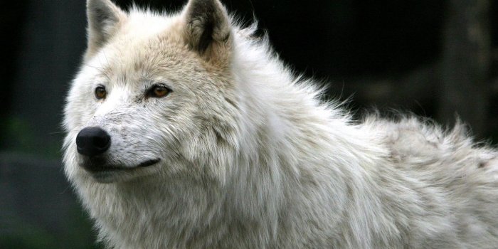 1366x768 Download wallpaper 1366x768 wolf, white, fur, predator tablet