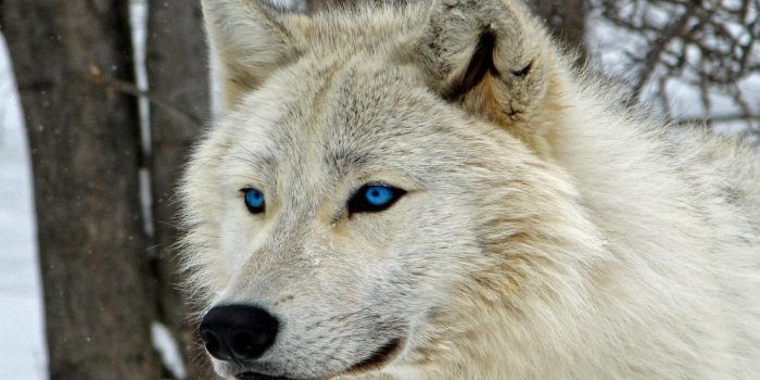1366x768 Download 1366x768 White Wolf, Majestic, Blue Eyes, Muzzle Wallpapers