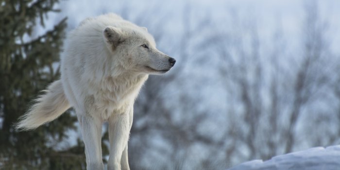 3200x1672 HD Wolf Wallpapers - Top Free HD Wolf Backgrounds - WallpaperAccess