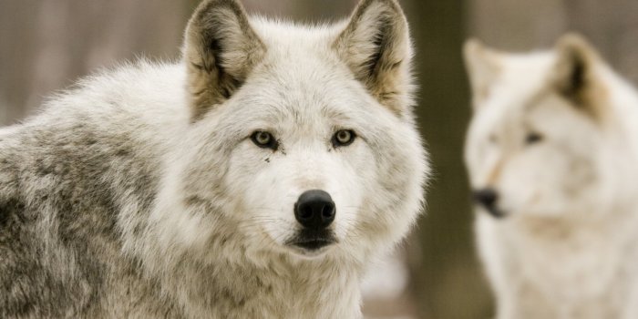 1366x768 Wolf wallpapers 1366x768 (laptop) desktop backgrounds