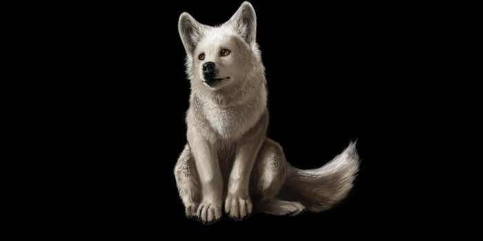 1920x1200 Cool Wolf Backgrounds