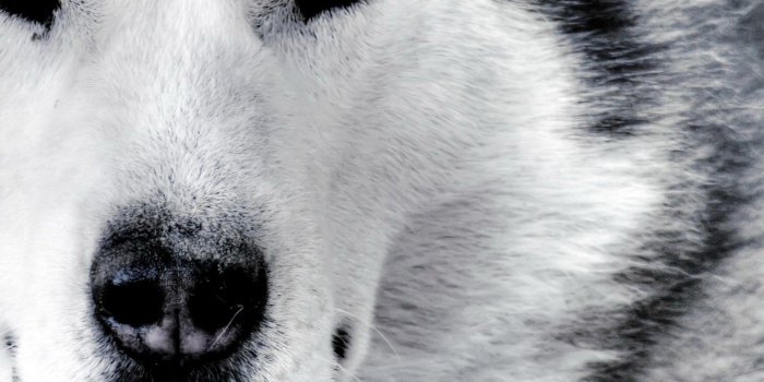2560x1600 60+ Wolf Eyes Wallpapers - Download at WallpaperBro