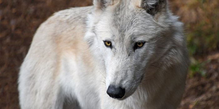 1366x768 Download wallpaper 1366x768 wolf, white, wild, predator, muzzle