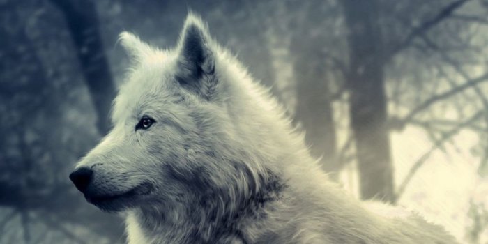 1024x1024 White wolf background Gallery