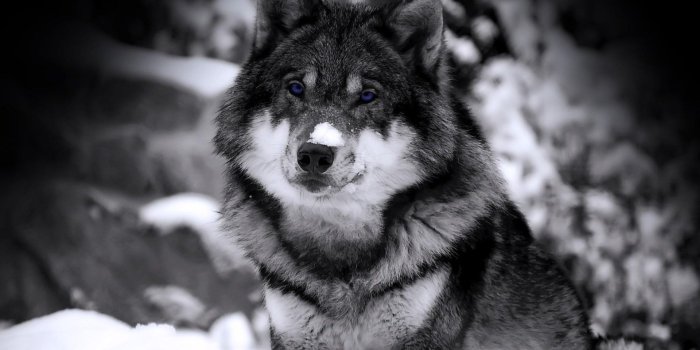 1920x1080 46+ Wolf wallpapers ·① Download free stunning HD wallpapers for