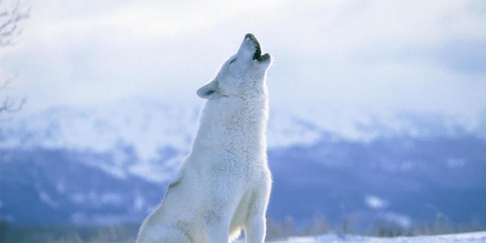 1920x1080 Arctic Wolf Howling HD desktop wallpaper : Widescreen : High