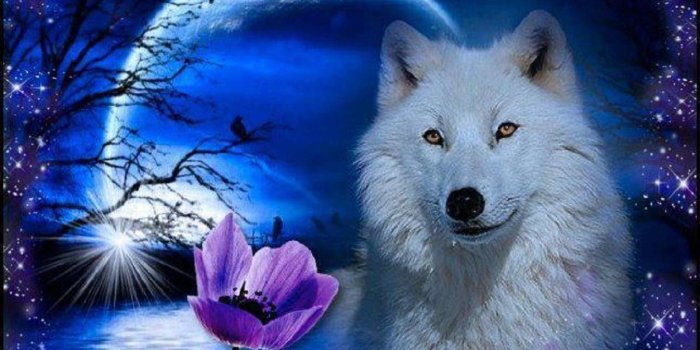 1920x1080 Wolf Wallpaper HD free download