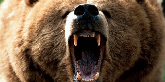 1600x1200 30+ Native American Bear Wallpapers - Download at WallpaperBro