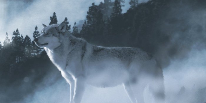 1440x2560 Wallpaper Arctic wolf, White wolf, Winter, Mountains, 4K, Animals