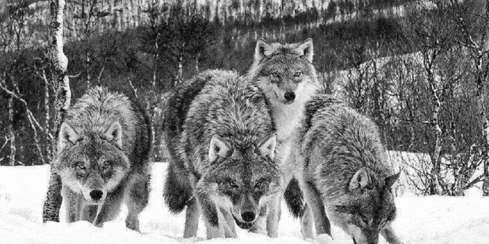 1920x1080 Wolf pack wallpaper Gallery