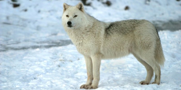 1920x1080 Arctic Wolf Wallpapers (62+ background pictures)