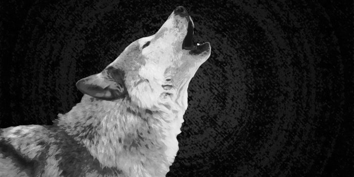 2560x1440 White Wolves Wallpaper (107+ images in Collection) Page 1