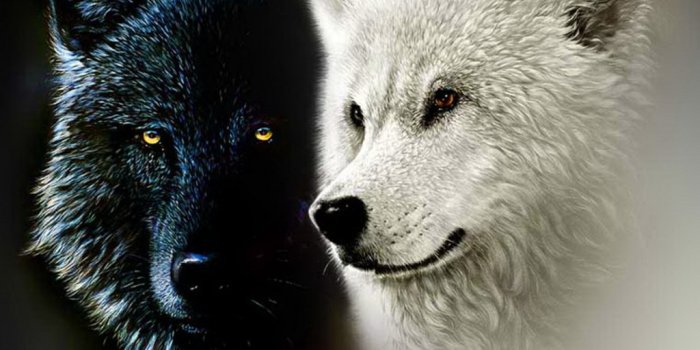 1024x768 Black And White Anime Wolves 23 Wide Wallpaper - Hdblackwallpaper.com