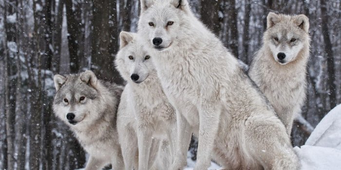 1600x1000 Free HD Wallpapers | 100%(High Definition)Quality HD Desktop Wallpapers