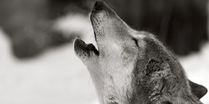 2560x1920 Wolves Desktop Wallpapers (73+ background pictures)