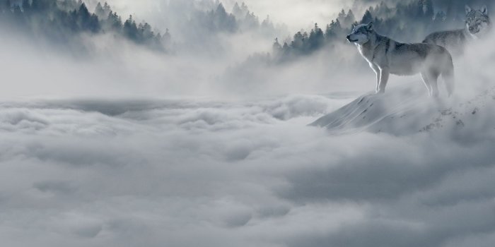 1920x1080 Wolf Laptop Background