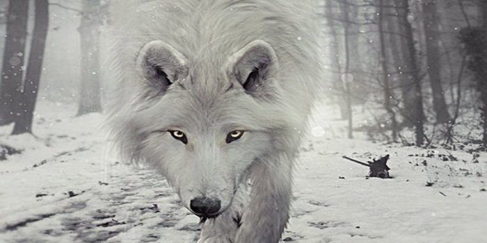 1440x900 White Wolf Wallpapers | 2018 HD Widescreen Backgrounds