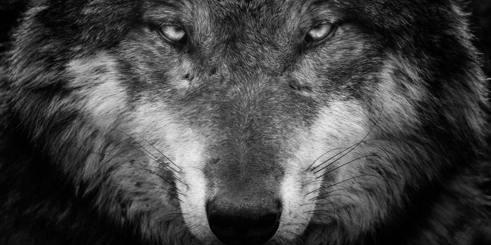 1920x1080 Black and White Wolf Wallpapers - Top Free Black and White Wolf