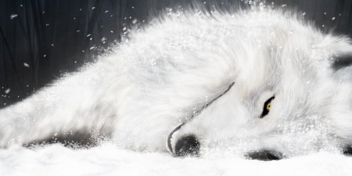 1024x768 47+] White Wolves Wallpaper on WallpaperSafari