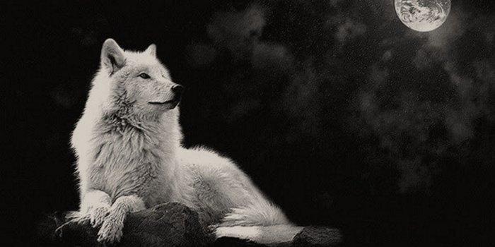 1920x1080 Best 42+ Arctic Wolf Desktop Backgrounds on HipWallpaper | Beautiful