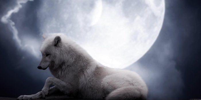 1920x1080 White Wolf Wallpaper Group (57+), HD Wallpapers