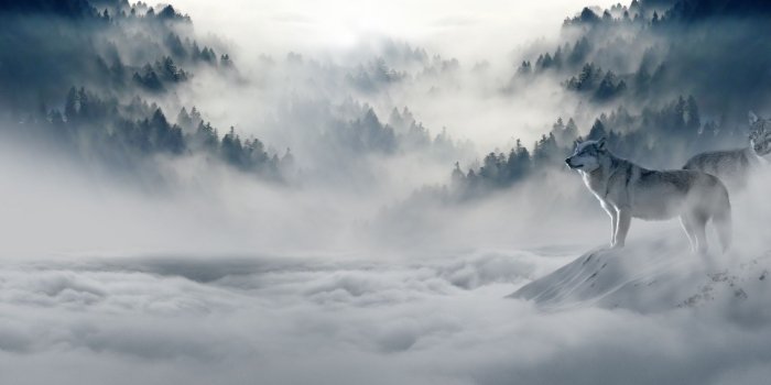 1920x1080 Snow Wolf Laptop Full Hd 1080p Hd 4k Wallpapers, Images - Snow Wolf