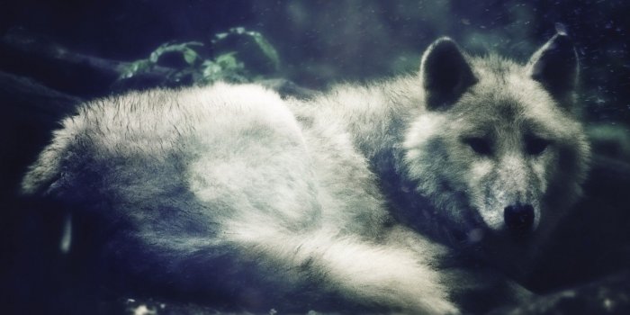 1920x1200 White Wolf - Phone wallpapers