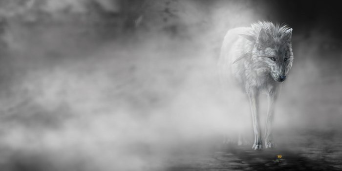 4456x2500 HD Wallpapers Wolf (86+)