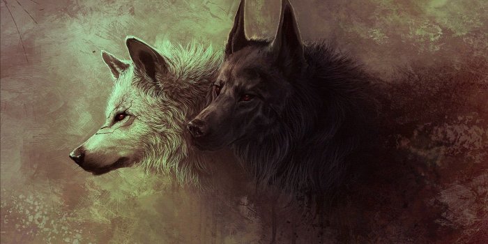 1920x1200 Black Wolf Wallpaper - Wallpapers Browse