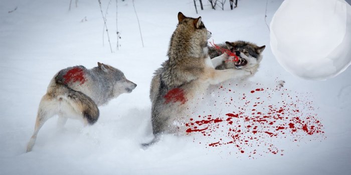 1280x720 Wolf Pics, Amazing 34 Wallpapers of Wolf, Top Wolf Collections