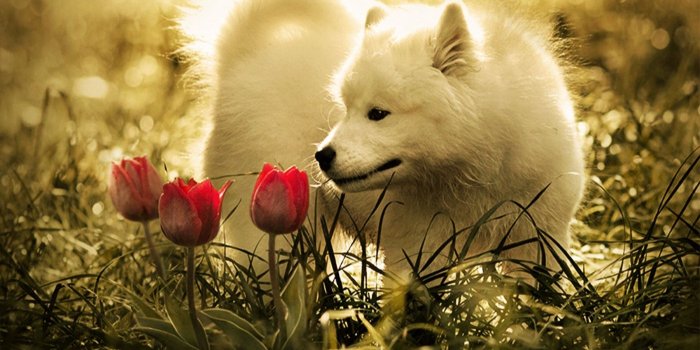 1400x1076 8287 baby wolf wallpaper