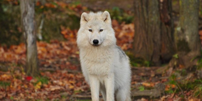 1366x768 Download wallpaper 1366x768 wolf, predator, white tablet, laptop hd