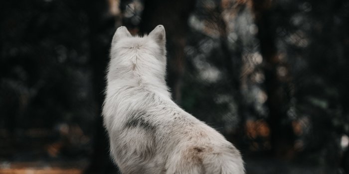 2560x1440 Coyote, Dog, Fur, Snout, Arctic Wolf WQHD, QHD, 16:9 Wallpaper