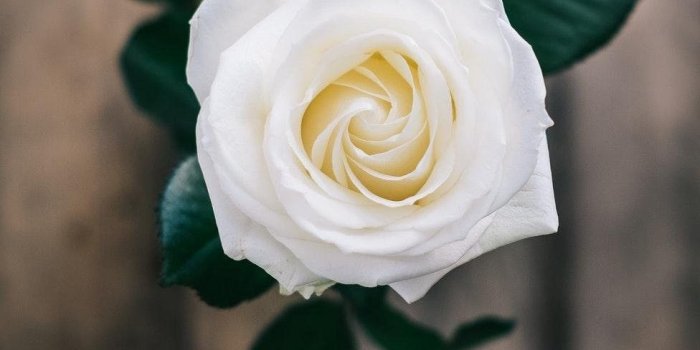 976x1301 Beautiful White Rose Wallpapers