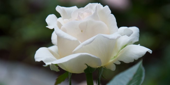 3840x2160 Beautiful White Rose 4k Flower Wallpapers and HD Images | Flowers