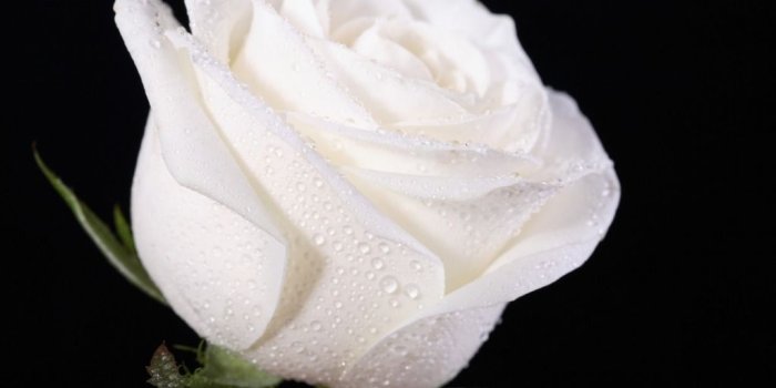 1024x768 Beautiful White Rose Wallpapers
